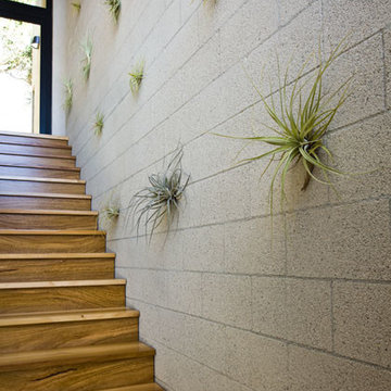 Coyote Residence