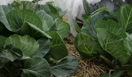Que faire au potager au mois de novembre ?