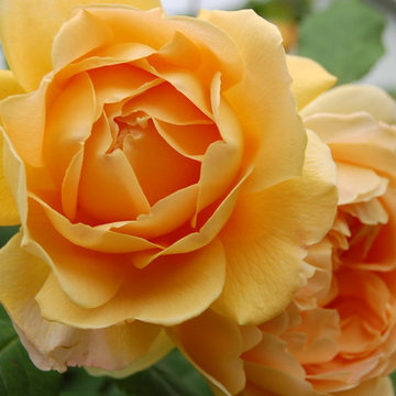 Rosa `Golden Celebration´