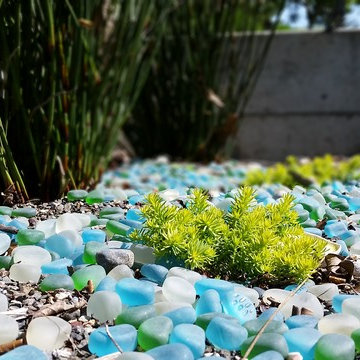 modern meadow