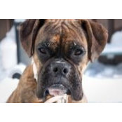 Foto de Lisa Bourque