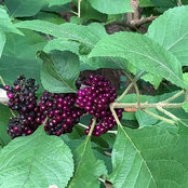 Diane Baldwin's photo