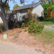 Weiner Front Yard