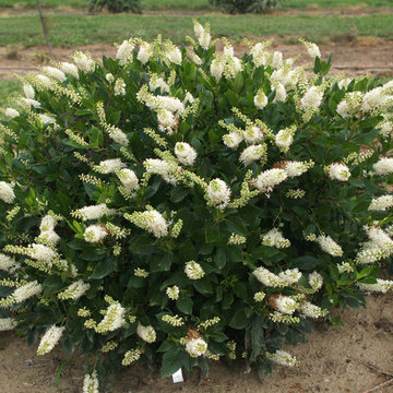 Sugartina® 'Crystalina' Summersweet