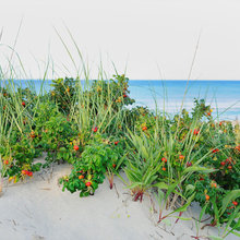 beach dune
