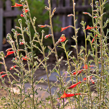 Hummingbird Magnet