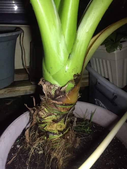 elephant ears can you split the trunk and replant Houzz AU