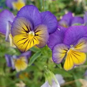 Ilana W's photo