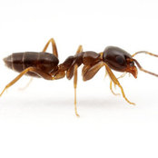 Pest Control Melbourne's photo