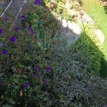 Garden Ideas