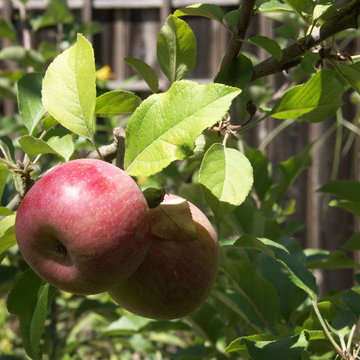 Edible and Natives in Oakland