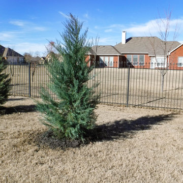 Evergreen Trees & Shrubs