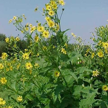 Cup Plant