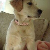 Nala DevilPup's photo