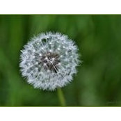 Ann Goodman's photo