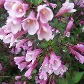 Beverly Giebler's photo
