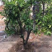 Dying Orange Tree Pls Help
