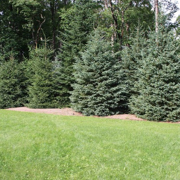 Mixed evergreen border privacy hedge