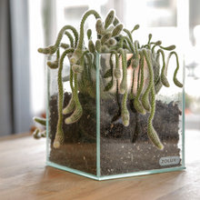 plantes