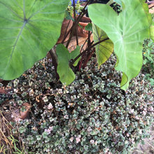 Plant swap pics