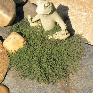 Thyme & Stones