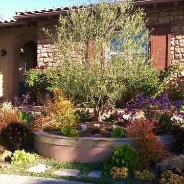 La Costa Oaks Drought-Tolerant