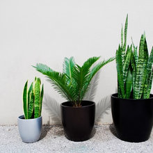Indoor plants