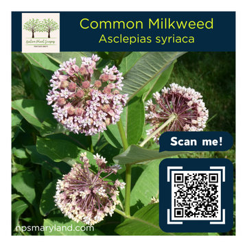 Common Milkweed