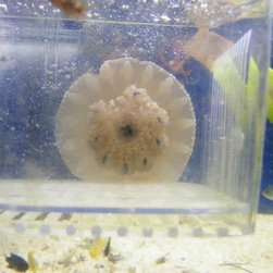Fresh water and marine fish - Products