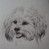 Colleen Torrison's photo