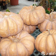 Fall and Pumpkins