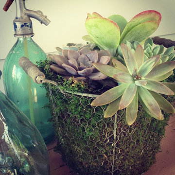 Plants