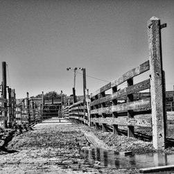 Muddy Cattle Pens in the Stockyards BW, 16x24 Fine Art Canvas, .75" depth - Fine Art Prints