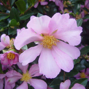 Birthday Gardens