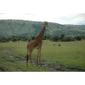 Jane Swenson's photo