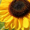 Profilbild von Fischer Garten & Landschaftsbau GmbH