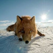 Dana Brewer Covey's photo