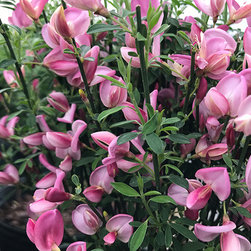 Current Featured Plants - Products