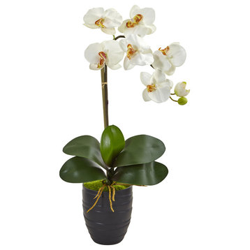 Phalaenopsis Orchid, Black Vase