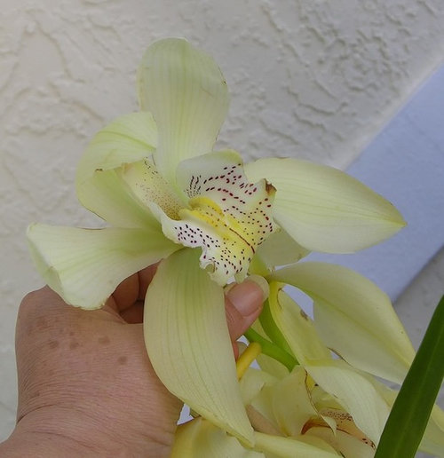 Check Your Publix For Marked Down Cymbidium