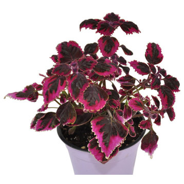 Coleus scutellarioides, Swinging Linda - Painted Nettle