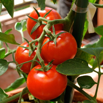 Growing Tomatoes in Containers
