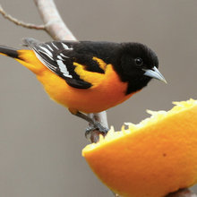 birds
