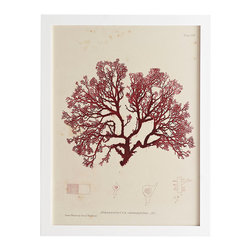 SEAWEED WALL ART &ndash; SORUS - Prints And Posters