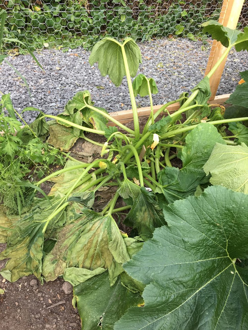 HELP! Zucchini plant is dying and no idea why?!