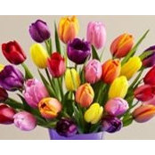 Cheryl Bohlmann's photo