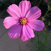 Foto von Mary Orrin