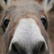 Foto von Gail Henry