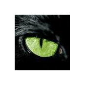 Philippe Meliani's photo