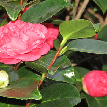 La casa de las 1000 camelias
